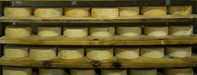 forms of mountain cheese, handmade product, different stages of ripening and maturing, cellar of mountain hut, typical product made with local milk from wild pastures, mold, Piedmont, Italy