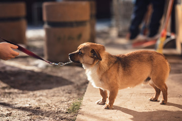 Young dog instructor walking a dog with a behavioral problem helping him with dog training. Canine...