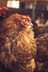 Chickens on the farm. Toned, style, color photo