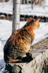 Portrait of a red cat in the countryside