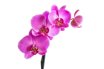 Beautiful orchid purple flowers isolated.
