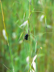 Mosca pousada numa planta