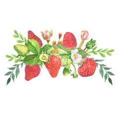 Botanical composition with strawberries, flowers and leaves isolated on white background. Watercolor hand painted bouquet.