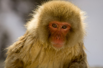 Portrait of a snow monkey