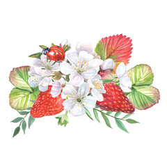 Botanical composition with strawberries, flowers and leaves isolated on white background. Watercolor hand painted bouquet with ladybug on top.