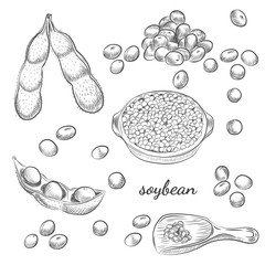 Soybean bowl and pods hand drawn sketch on white background. Scoop with soy and beans vector illustration.