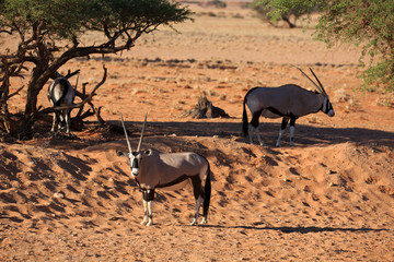 Oryxantilopen