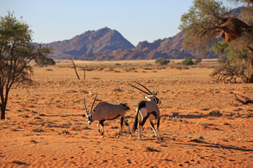 Oryxantilopen