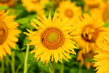 Czech Republic, Southern Bohemia - Field of Sunflowers.