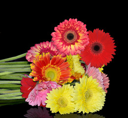 Beautiful bouquet of different colorful gerberas on black background isolated