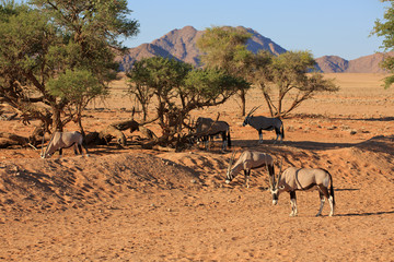 Oryxantilopen