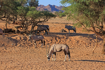 Oryxantilopen