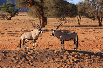 Oryxantilopen