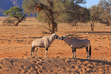 Oryxantilopen
