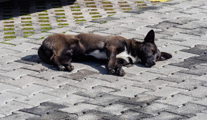 Sleeping dog on the street