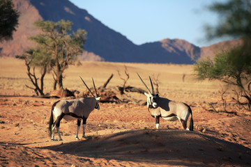 Oryxantilopen
