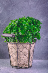 Pot of fresh basil plant on grey background