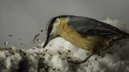 Oiseaux du Grésivaudan - Chartreuse - Isère.