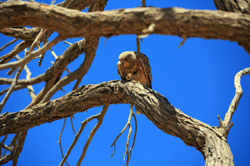 Falke