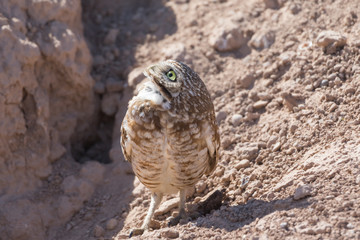 The burrowing owl (Athene cunicularia) is a small, long-legged owl found throughout open landscapes of North and South America.