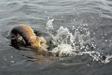 Obraz premium Summer fishing, pike fishing, spinning on the lake