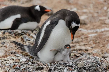 Fotobehang Gentoo penguin with chick in nest © Alexey Seafarer
