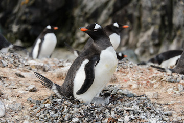 Fototapeta premium Gentoo penguin with chicks in nest