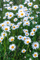 White daisies on bright summer day. © fotomm2