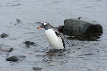 Gentoo penguin going in water