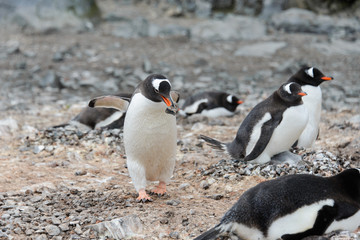 Gentoo penguin with stone in beak