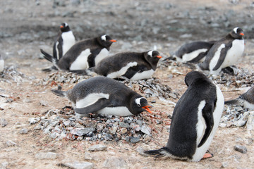 Fototapeta premium Gentoo penguin in nest aggressive open beak