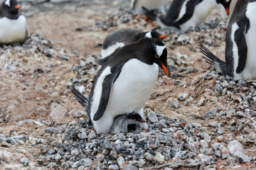 Naklejka premium Gentoo penguin with chicks in nest
