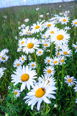 Fototapeta premium White daisies on bright summer day.