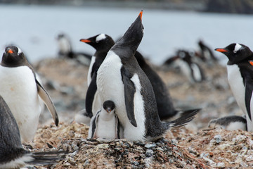 Gentoo penguin with chicks in nest