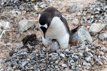 Fototapeta premium Gentoo penguin with chicks in nest