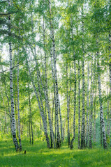birch trees with young foliage in a summer forest