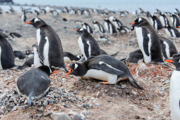 Obraz premium Gentoo penguin in nest aggressive open beak