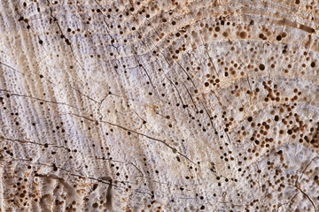 piece of wood with holes