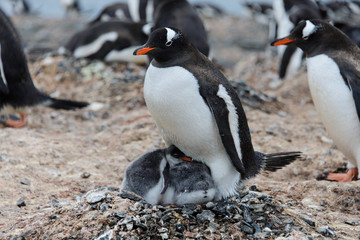 Gentoo penguin with chicks in nest