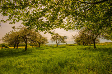 Obsthain in der Eifel