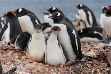 Fototapeta premium Two gentoo penguin's chicks in nest