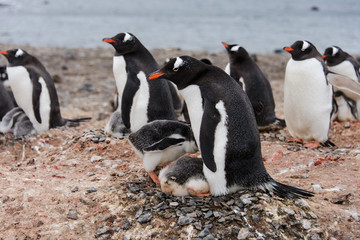 Gentoo penguin's chicks poops