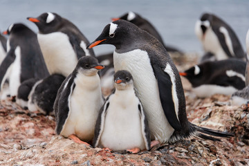 Naklejka premium Gentoo penguin with chicks in nest