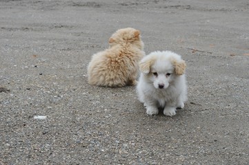two little puppies
