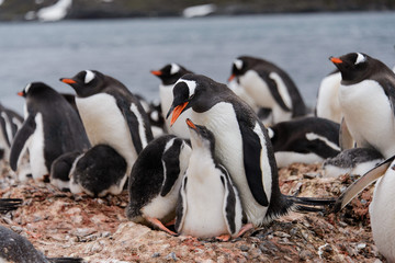 Gentoo penguin with chicks in nest