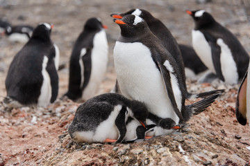 Gentoo penguin with chicks in nest