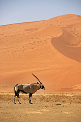 Oryxantilope