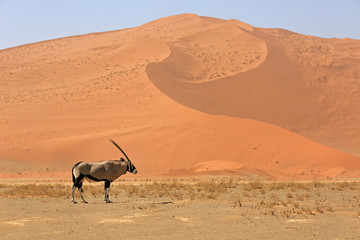 Oryxantilope
