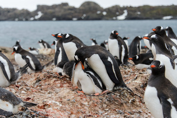 Obraz premium Gentoo penguin feeds chick in nest