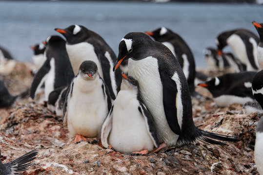 Two gentoo penguin's chicks in nest